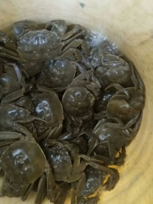 赤峰卖螃蟹的地方-第1张图片