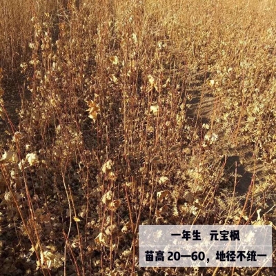 赤峰苗木回收公司电话号码查询-第1张图片